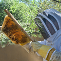 Nate Downey, Beekeeping