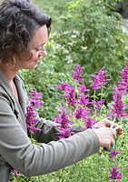 Melissa, adjusting the landscape architecture