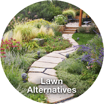 Lawn Alternatives